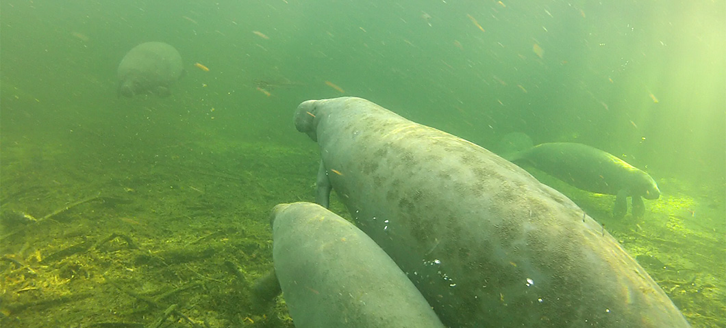 Unique Holiday Experiences in Orlando North 2026