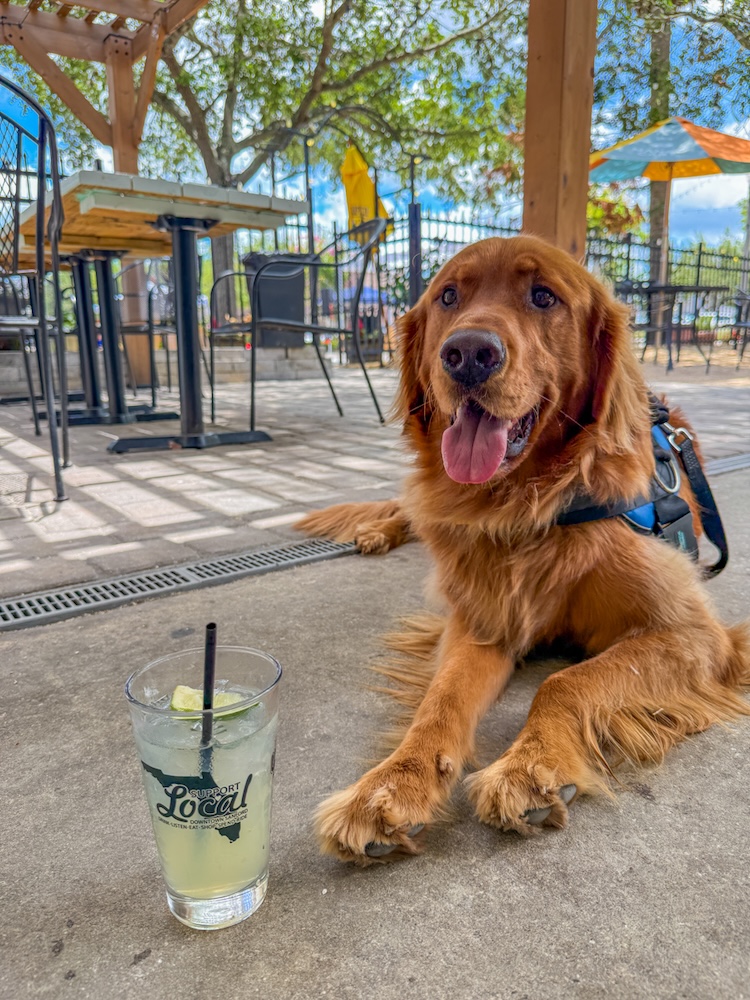 Golden retriever wearing a harness lies on concrete beside a glass of lime lemonade on a sunny outdoor patio with tables and umbrellas.