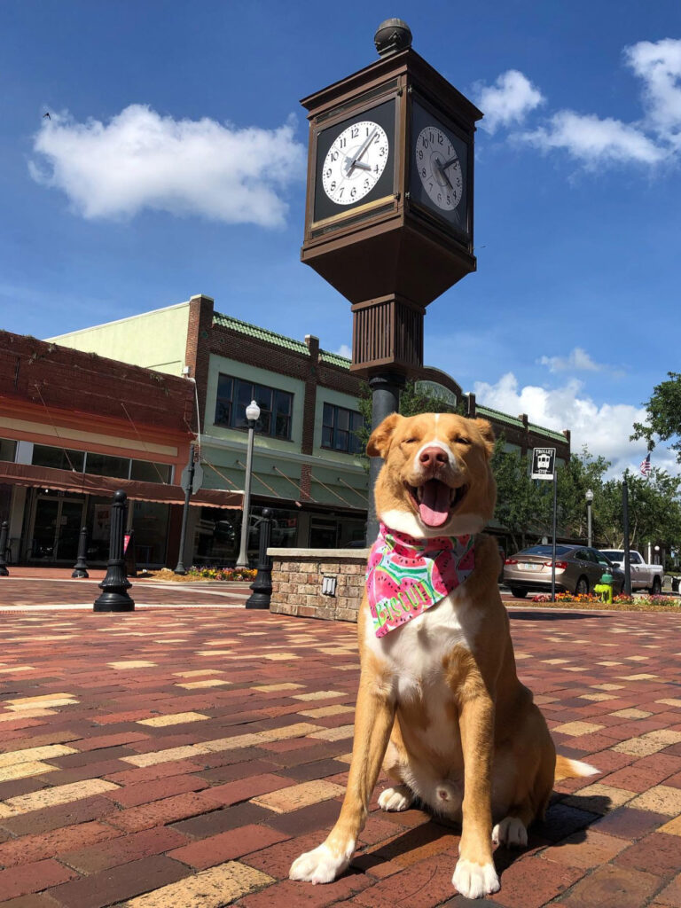 Happy dog with a pink bandana sits in a brick-paved town square with a clock tower behind. (informative)
