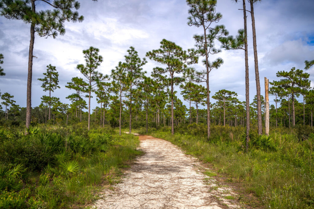 Dirt path winding through a pine forest with tall, slender trees and low green undergrowth under a cloudy sky