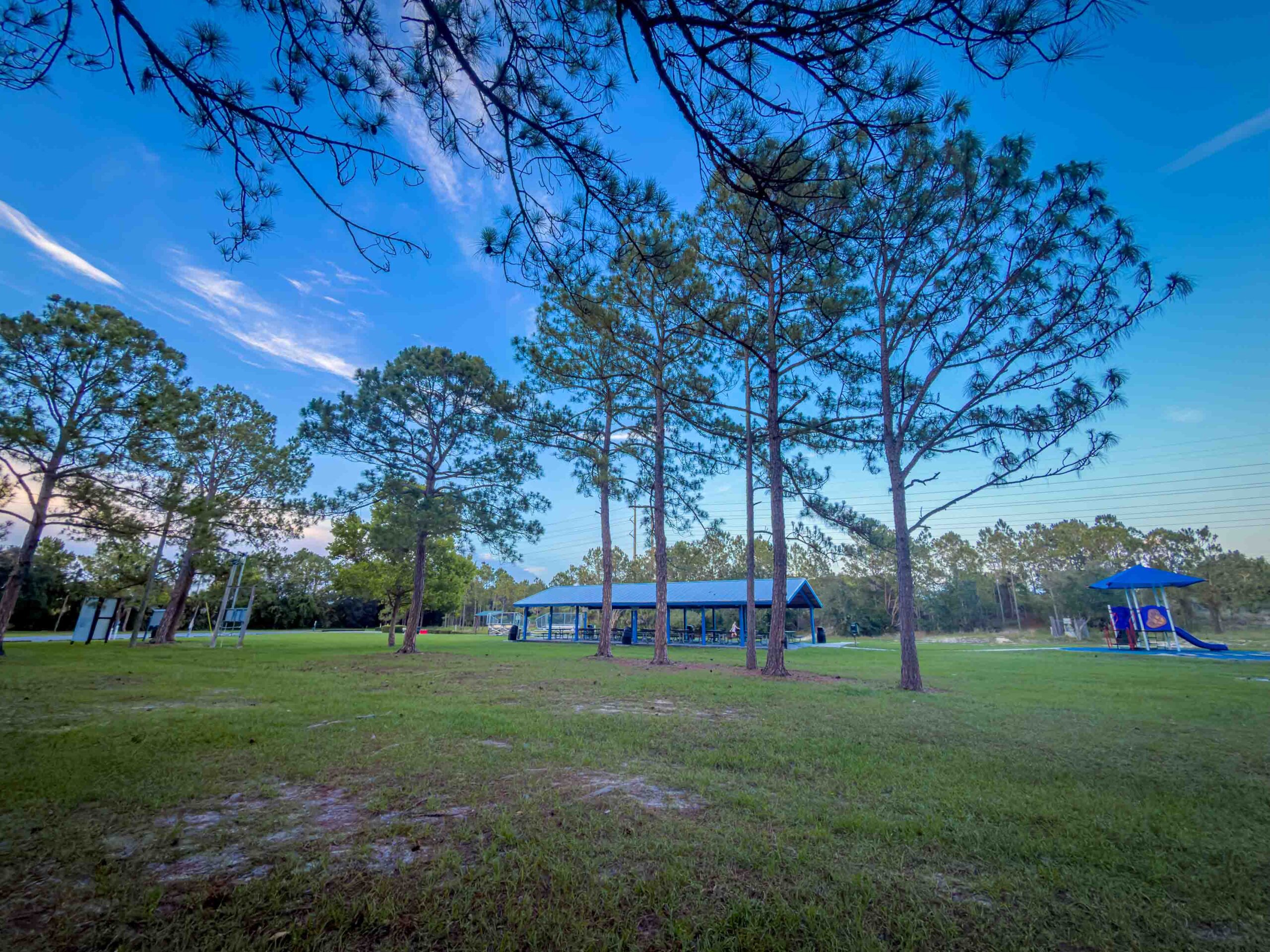 Park scene with tall pine trees, blue sky, and a blue-roofed shelter in the distance amid a grassy field.